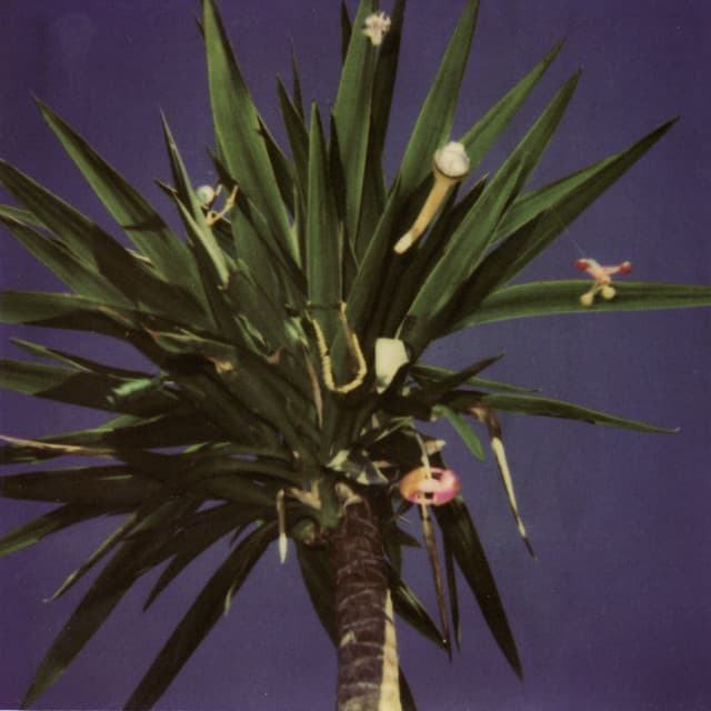 The Mountain Goats album art